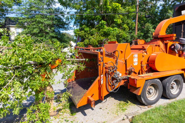 Best Tree Removal Contractors  in Westworth Village, TX